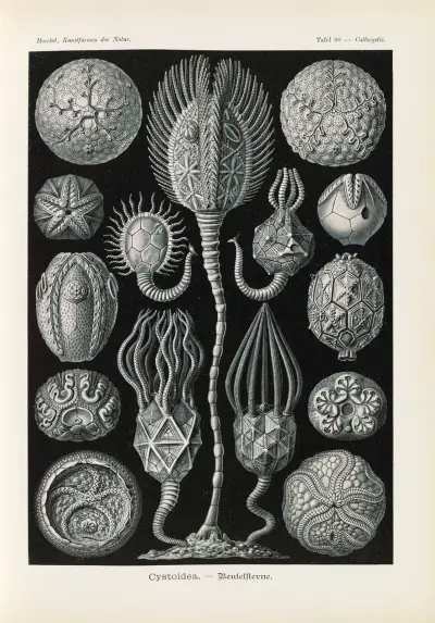 Cystoidea – Pyskatky, Ernst Haeckel