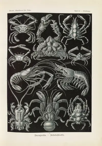 Decapoda. – Behnfukkreble, Ernst Haeckel