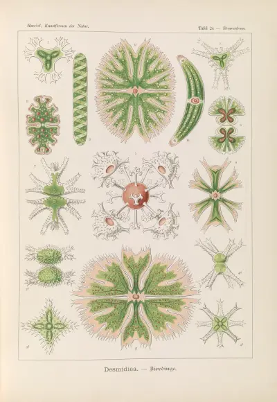 Desmidiea. – Bierdinge, Ernst Haeckel