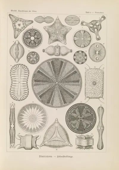 Diatomea. – Schachtellinge, Ernst Haeckel