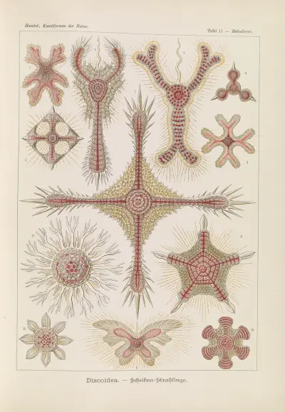 Discoidea – skivstrålsolar, Ernst Haeckel