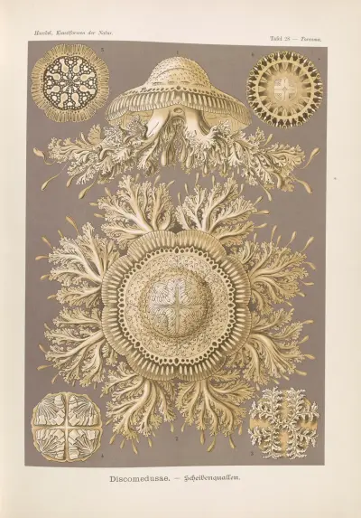 Discomedusae. – Scheibenquallen, 1904 – Nr. 2, Ernst Haeckel