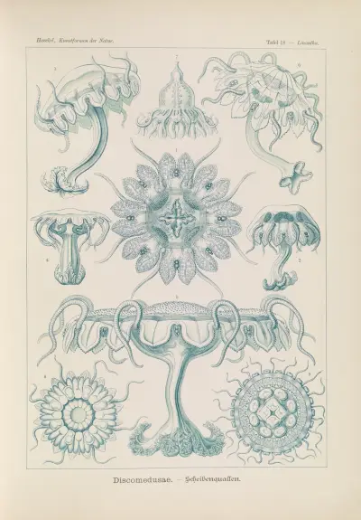Discomedusae. – Scheibenquallen, 1904 – Nr. 1, Ernst Haeckel