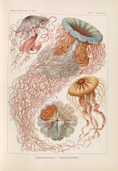 Discomedusae. – Schweibenquallen, Ernst Haeckel