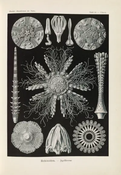 Echinidea. – Igelsterne, Ernst Haeckel