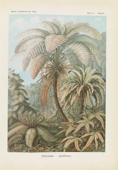 Filicinae. – Laubfarne, Ernst Haeckel