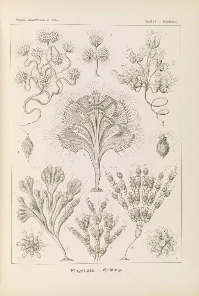 Flagellata. – Geiklinge, Ernst Haeckel