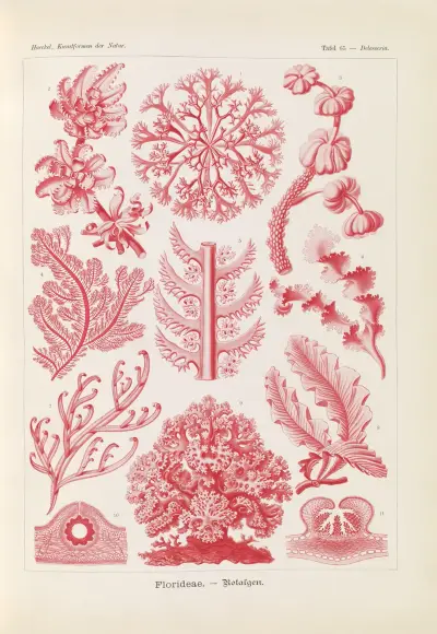 Florideae. – Rotalgen, Ernst Haeckel