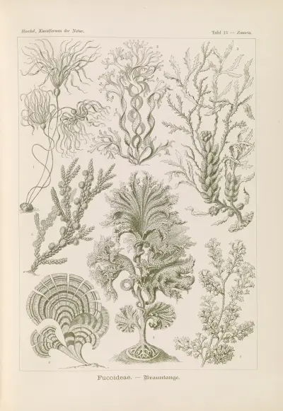 Fucoideae – hnědé řasy, Ernst Haeckel