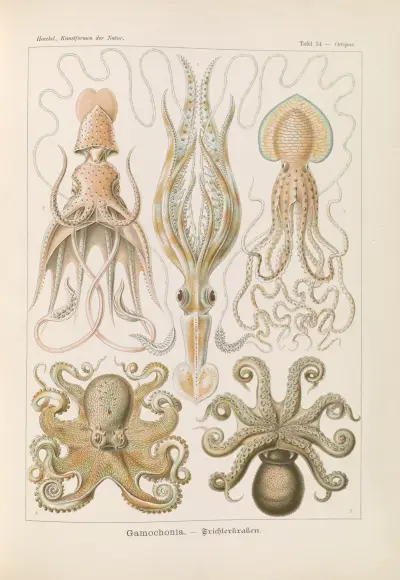 Gamochonia. – Trychtýřovka, Ernst Haeckel