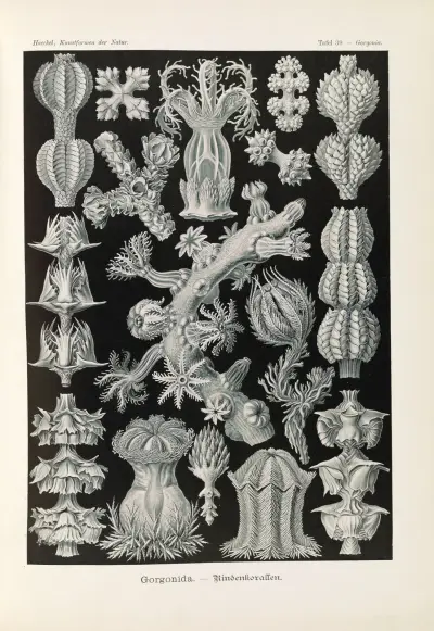 Gorgonidy – korál kůrový, Ernst Haeckel