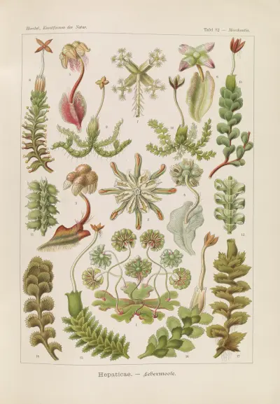 Játrovky, Ernst Haeckel