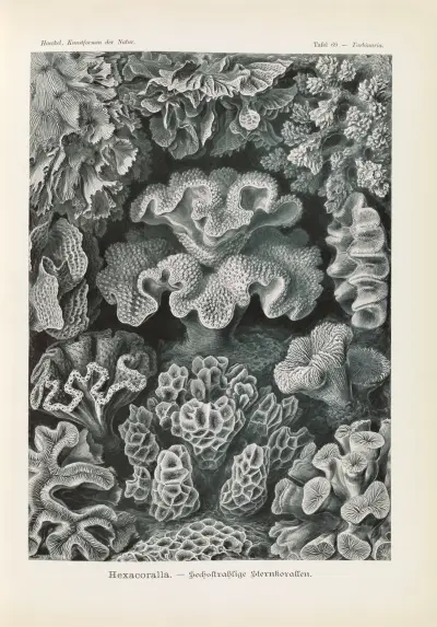 Hexacoralla. – Sechsstrahlige Sternkorallen, Ernst Haeckel