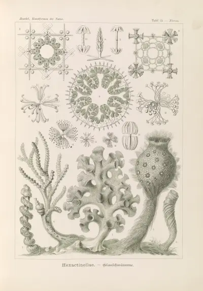 Hexactinellae. – Glasschwämme, Ernst Haeckel