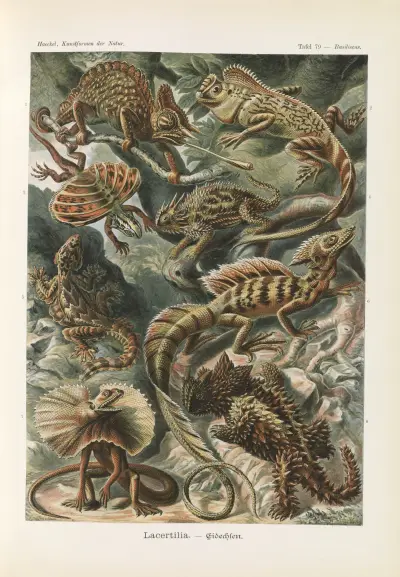 Lacertilia – ještěrky, Ernst Haeckel