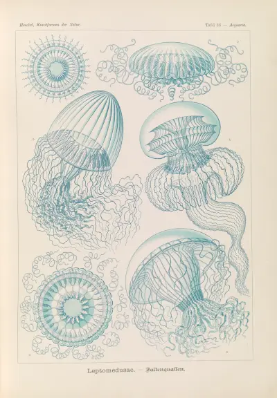 Leptomedusae. – Faltenquallen av Ernst Haeckel