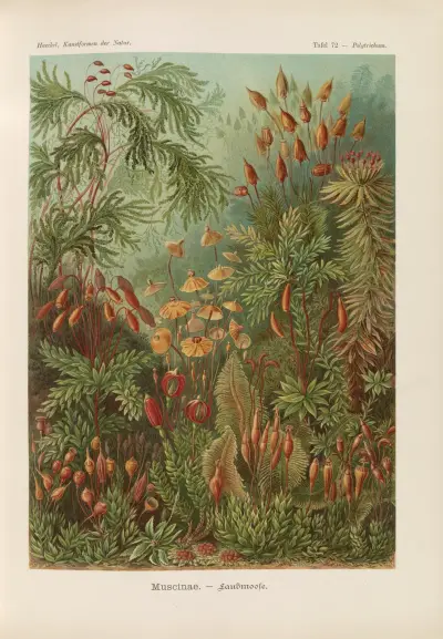 Muscinae. – Laubmoose, Ernst Haeckel