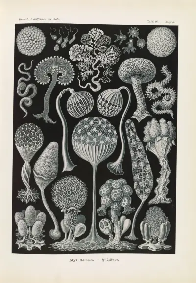 Mycetozoa. – Pilztiere, Ernst Haeckel