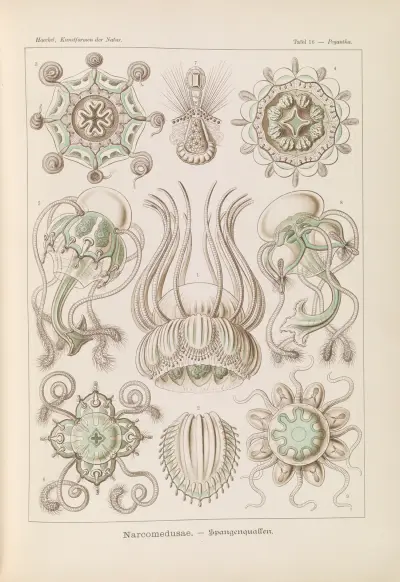 Narcomedusae. – Spangenquallen, Ernst Haeckel