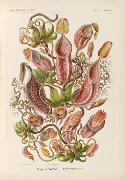 Nepenthaceae (Láčkovky), Ernst Haeckel