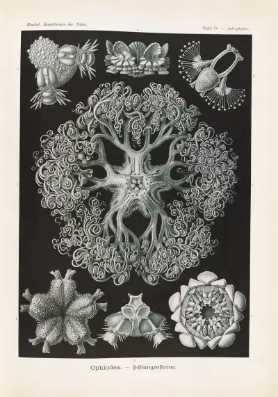Ophiodea. – Schlangensterne, 1904 – Nr. 2, Ernst Haeckel