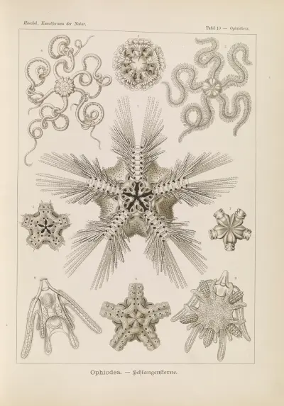 Ophiodea. – Schlangensterne., 1904 – Nr. 1, Ernst Haeckel
