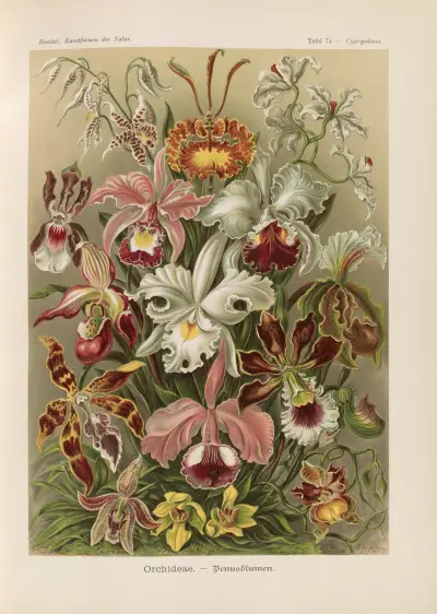 Orchideae. – Denusblumen, Ernst Haeckel