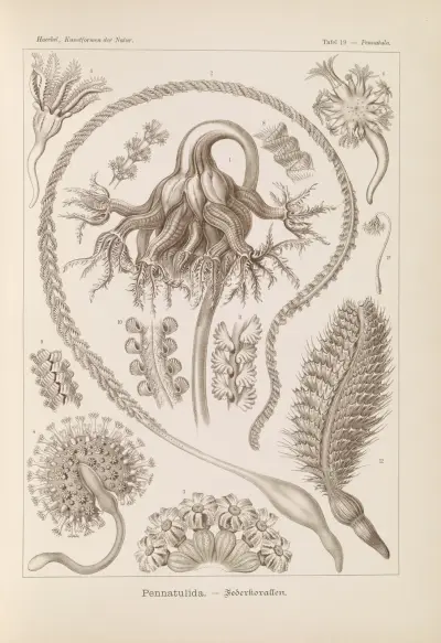 Pérovníci – Mořské péro, Ernst Haeckel