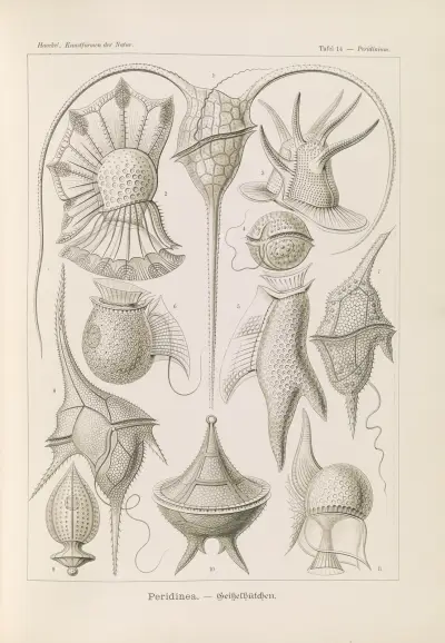 Peridinea. – Geikelhütchen, Ernst Haeckel