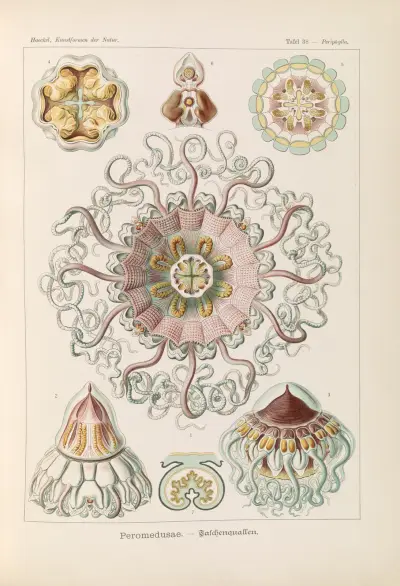 Peromedusae – meduzy miskowe, Ernst Haeckel