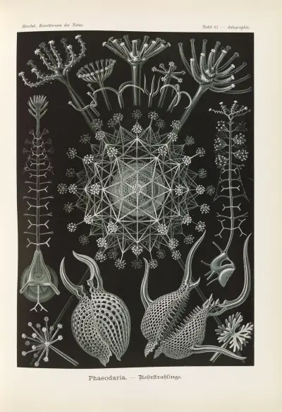 Rourkovci (Phaeodaria), Ernst Haeckel