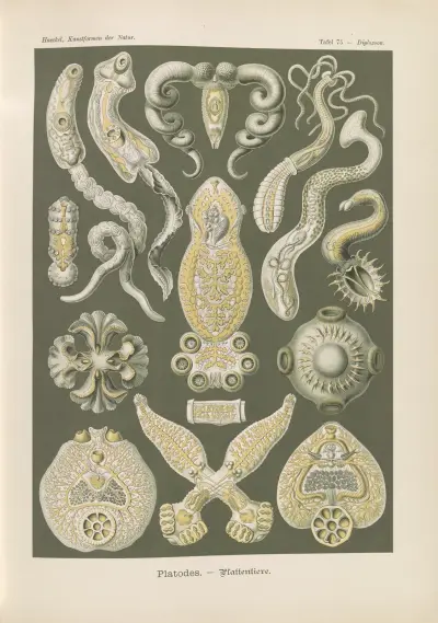 Platodes. – Plattentiere, Ernst Haeckel