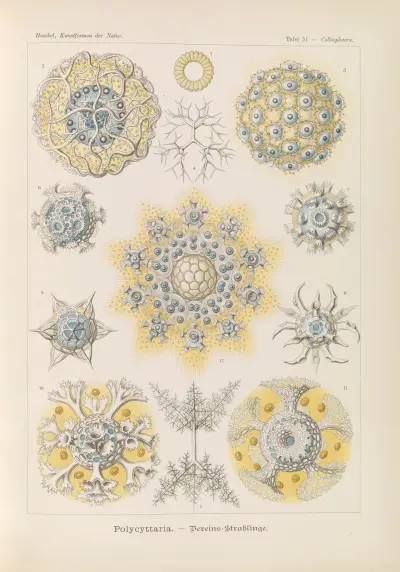 Polycyttaria – kolonistráldjur, Ernst Haeckel