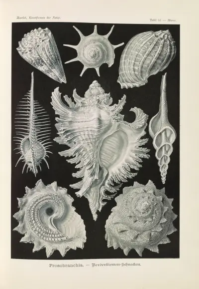 Prosobranchia. – Skrzelodyszne, Ernst Haeckel