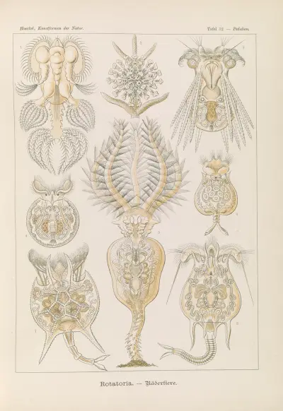 Rotatoria. – Vířníci, Ernst Haeckel