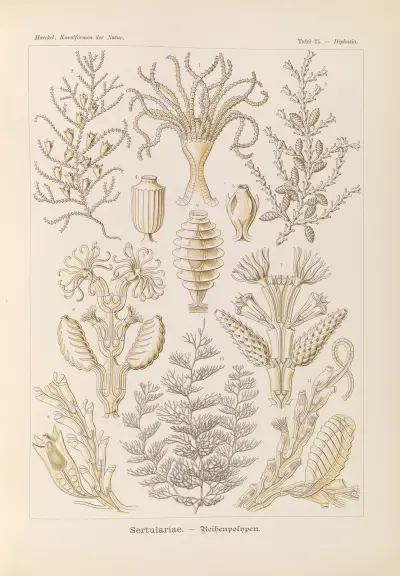 Sertularia – radpolyper, Ernst Haeckel