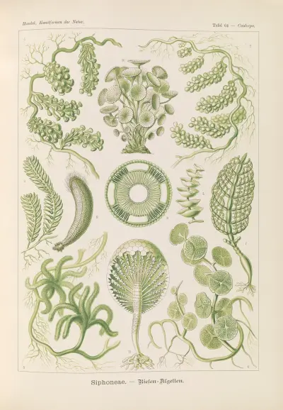 Siphoneae – wielkie glony, Ernst Haeckel