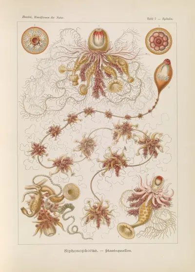 Siphonophorae. – Staatsquallen, 1904 – Nr. 1, Ernst Haeckel