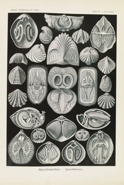Spirobranchia – spiralkiemer, Ernst Haeckel
