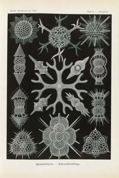 Spumellaria – Mřížovci, Ernst Haeckel