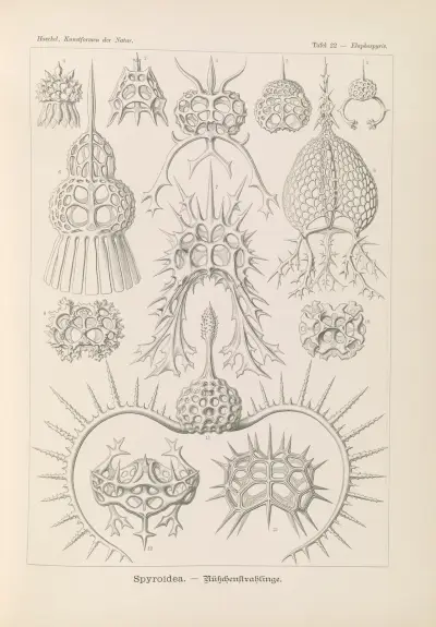 Spyroidea. – Nükchenstrahlinge, Ernst Haeckel