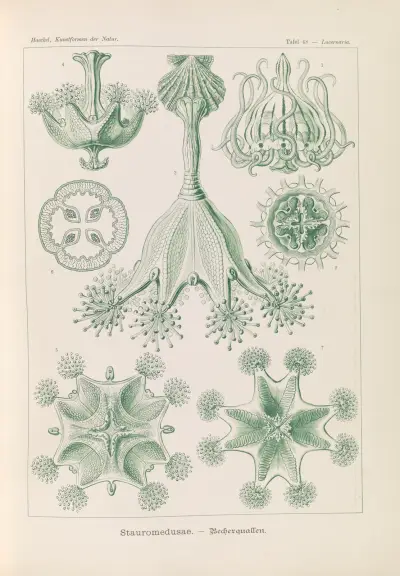 Stauromedusae – Becherquallen, Ernst Haeckel