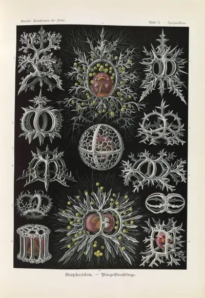 Stephoidea – Kruhozářivky, Ernst Haeckel