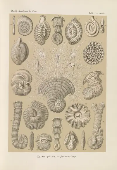 Talamophora. – Kammerlinge, Ernst Haeckel