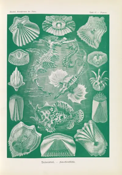 Teleostei – Ryby kostnaté, Ernst Haeckel