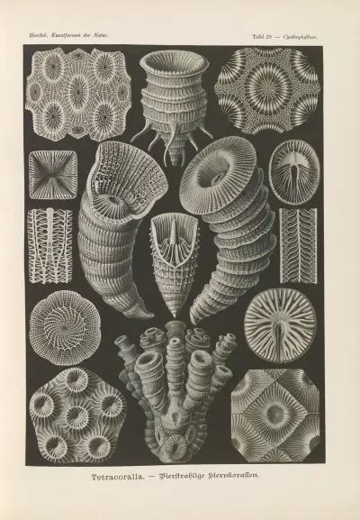 Tetracoralla. – Čtyřpaprskové hvězdné korály, Ernst Haeckel