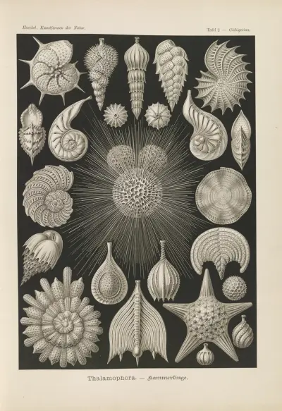 Thalamophora. – Kammerlinge., 1904 – Nr. 2, Ernst Haeckel