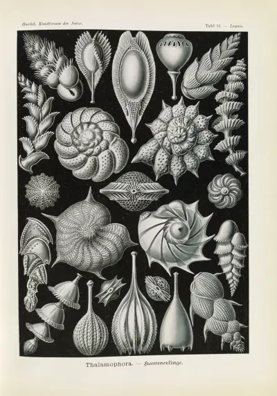 Thalamophora. – Kammerlinge, 1904 – Nr. 1, Ernst Haeckel