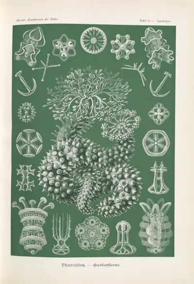 Sumýši (Thuroidea. – Gurkensterne), Ernst Haeckel