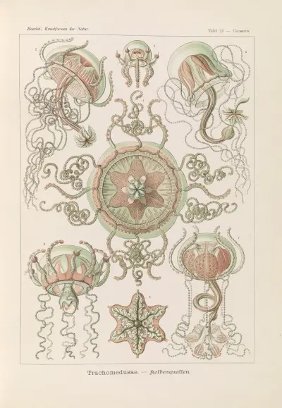 Trachomedusae. – Kolbenquallen, Ernst Haeckel